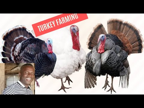 , title : 'How to start Turkey Farming business | Step-by-step Lessons'