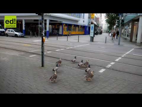 , title : 'german ducks stop on red light an go on green lights Enten Saarbrücken'