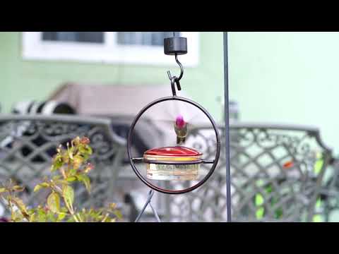 A male Anna's hummingbird at a feeder