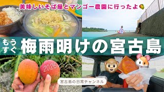 【日常vlog】6月の宮古島 | 梅雨明け間近☀️そばランチ2選 | マンゴーの季節がやってきたよ🥭