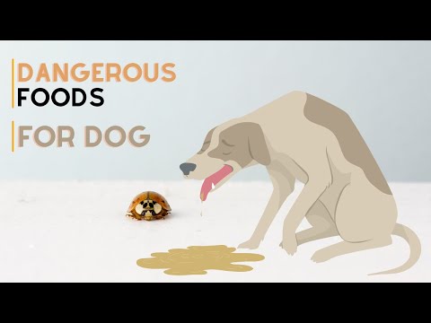 08 Foods You Should Never Feed Your Dog