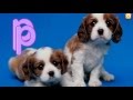 Starfall ABC Full Alphabet A To Z