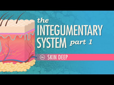 , title : 'The Integumentary System, Part 1 - Skin Deep: Crash Course Anatomy & Physiology #6'