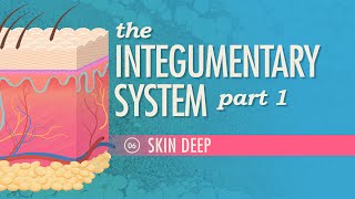 The Integumentary System, Part 1 - Skin Deep: Crash Course Anatomy & Physiology #6