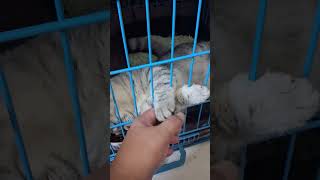 Download lagu ang cute #cat #kitten #catvideos mp3