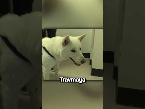 Bu Köpek Neden Kendini Isırıyordu?