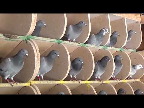 Columbofil dl Carstea Sorin Glodeni Dambovita Romania pui generatia 2022 10 iunie 2022