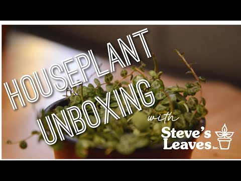 Houseplant Unboxing with Steve's Leaves
