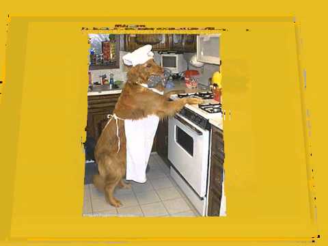 YouTube video about: How many dogs to change a lightbulb?