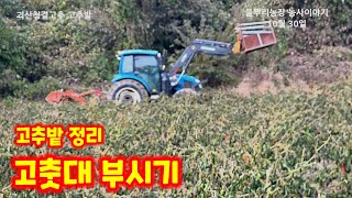 괴산청결고추 고추밭 정리 트랙터로 부셔부셔 고춧대 파쇄 충북 괴산 감물면 풀뿌리농장 석성수 [고추재배방법]