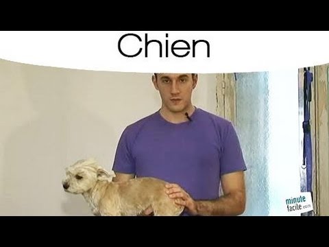 comment nettoyer glandes anales chien