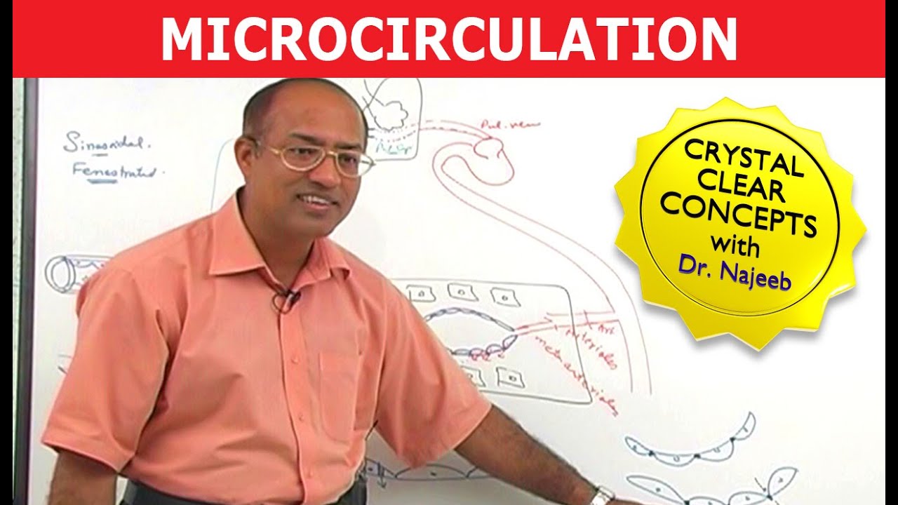 Microcirculation in Capillaries