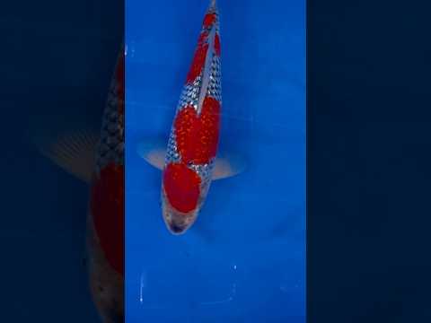 Video Vorschau in Japan