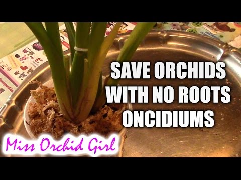 How to save an Oncidium orchid without (or with very few) roots