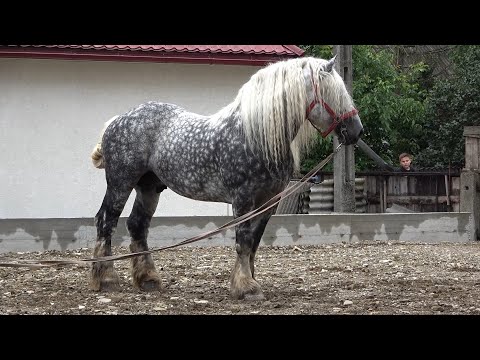 Armasarii domnului Ion de la Volovat, Bucovina - 2020 Nou!!!