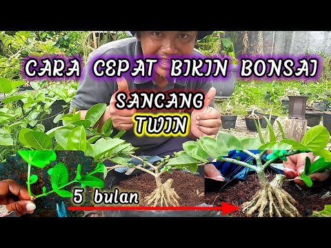 HOW TO MAKE A CONTEST-QUALITY TWIN Sancang Bonsai IN LESS THAN 6 MONTHS #shorts