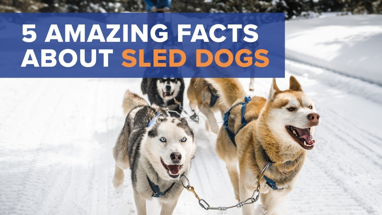 Iditarod Sled Dogs: Facts To Know