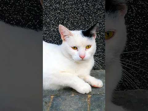 Warczenie kota. Białaska