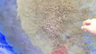 nuôi cá Chình trên sân thượng . Khi nuôi cá