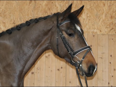 Fritz von Worrenberg, Holst, Crunch x Quinar, 168 cm, geb. 2015