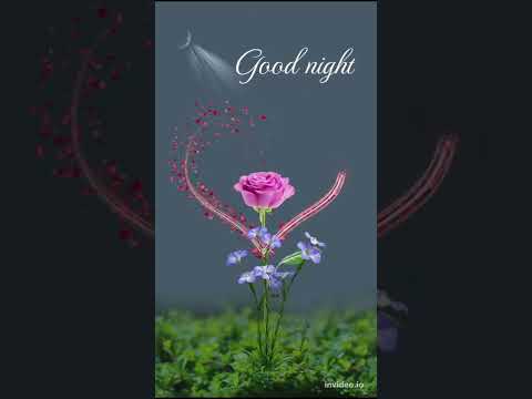 good night romantic roses flower status💕🥰#goodnight#goodnightstatus#rose#shorts#ytshorts#viral