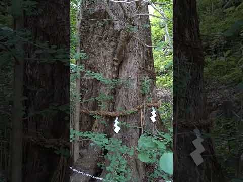 Sacred Portal – from Nara: Tenkawa │ An Ancient Guardian Tree of the Sacred Land