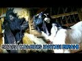 SUARA KAMBING KAWIN SUARA KAMBING SANGE