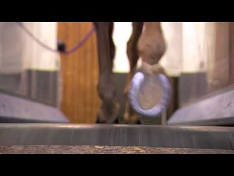 the salutory - sporttherapie und rehabilitation für pferde