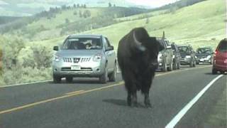 preview picture of video 'Buffalo playing in Lamar Valley, Yellowstone National Park'
