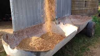 I put my Holstein steers on silage! And the new conveyor!