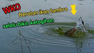 Download lagu WKO mancing umpan pelet Berotan ikan tombro bikin ketagihan mp3