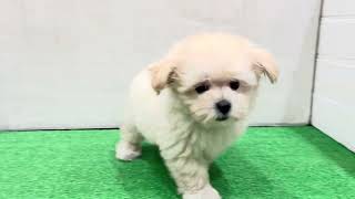 ハーフ犬の動画01