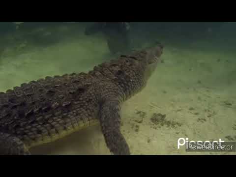 All animals go to heaven part 22