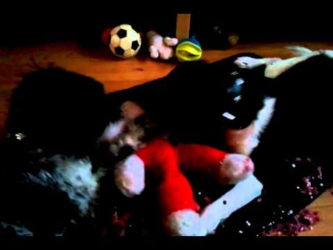 Samen....samen lachen, samen huilen, samen knagen