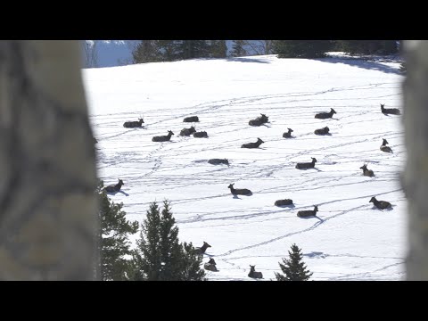 LATE SEASON ELK HUNT FILM | 🎬 GRITTY 4K FILM