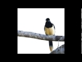 About Wayne - Son of a Man (Official Audio ...