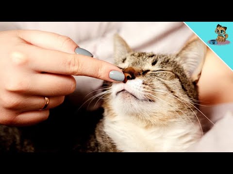 How To Tell If Your Cat Is Happy!