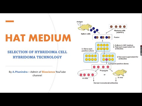 Hypersensitivity Type 1 and Type 2