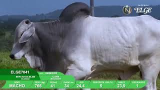 Vídeo ELGE7041