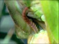 Mantis Mating | Wildlife On One: Enter The Mantis | BBC Earth