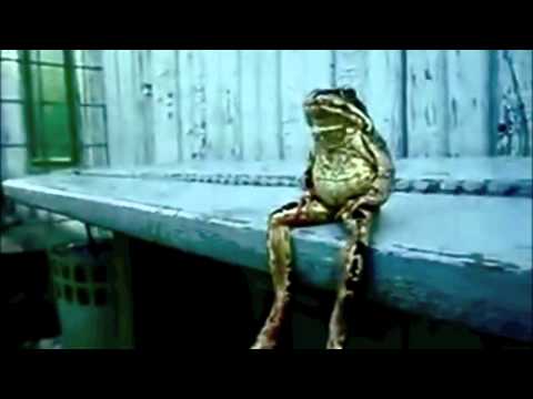 A Frog Sitting on a Bench Like a Human THE MOVIE   Fictional Trailer