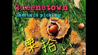 [New Zealand] Queenstown life 【ニュージーランド】クイーンズタウンで栗拾い！