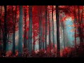 Wisdom - Abendschatten - Deuter