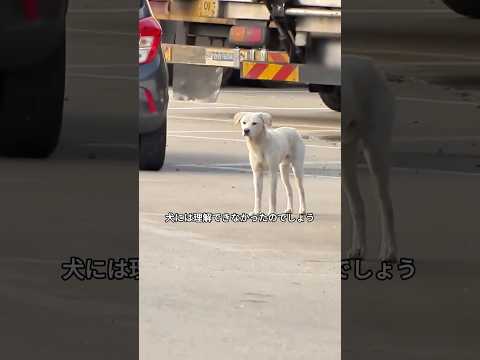 犬は料金所で冷たい風雨に耐えながら飼い主を待ち続けており、あまりにも忠実です。#shorts