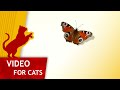 Cat Games - 🦋 Peacock Butterfly (Videos for cats to watch)