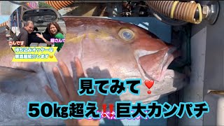 奄美大島で釣れた巨大カンパチ捌きます‼️居酒屋纏（まとい）