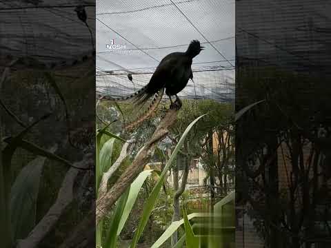 sava trap lai😲😱cry birth #SHORT#