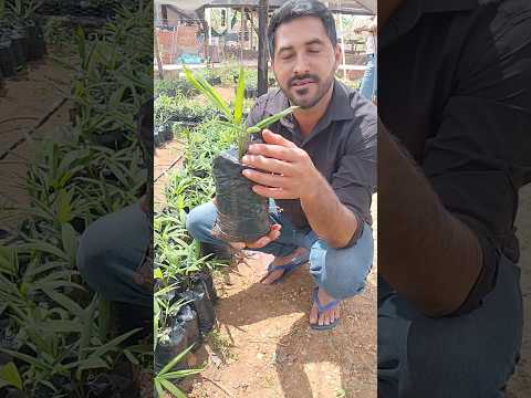 plantação de bacabi em sítio novo Maranhão