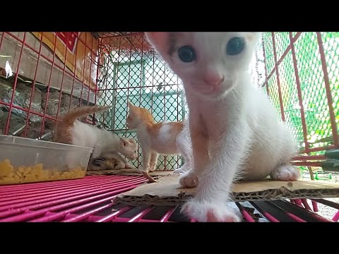 I put a camera inside my kitten's cage and here's what happened | Xiang and Mitch