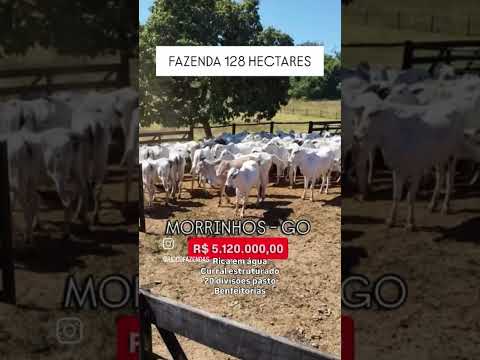 128 Hectares em Morrinhos Go | whatsapp 62 99373-6407
